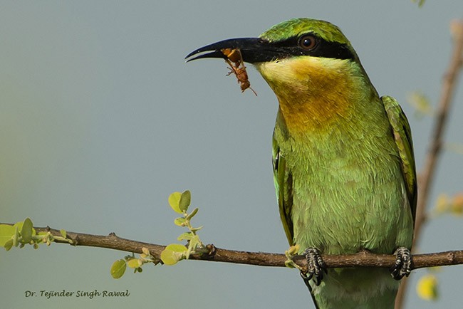 Blue-tailed Bee-eater - ML379132291