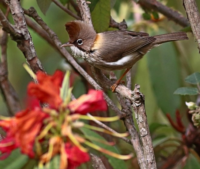 Whiskered Yuhina - ML379132351