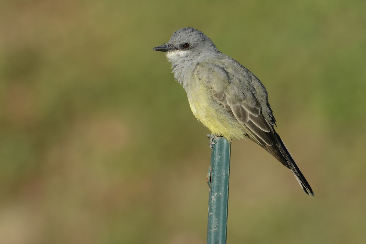 Cassin's Kingbird - ML379132831