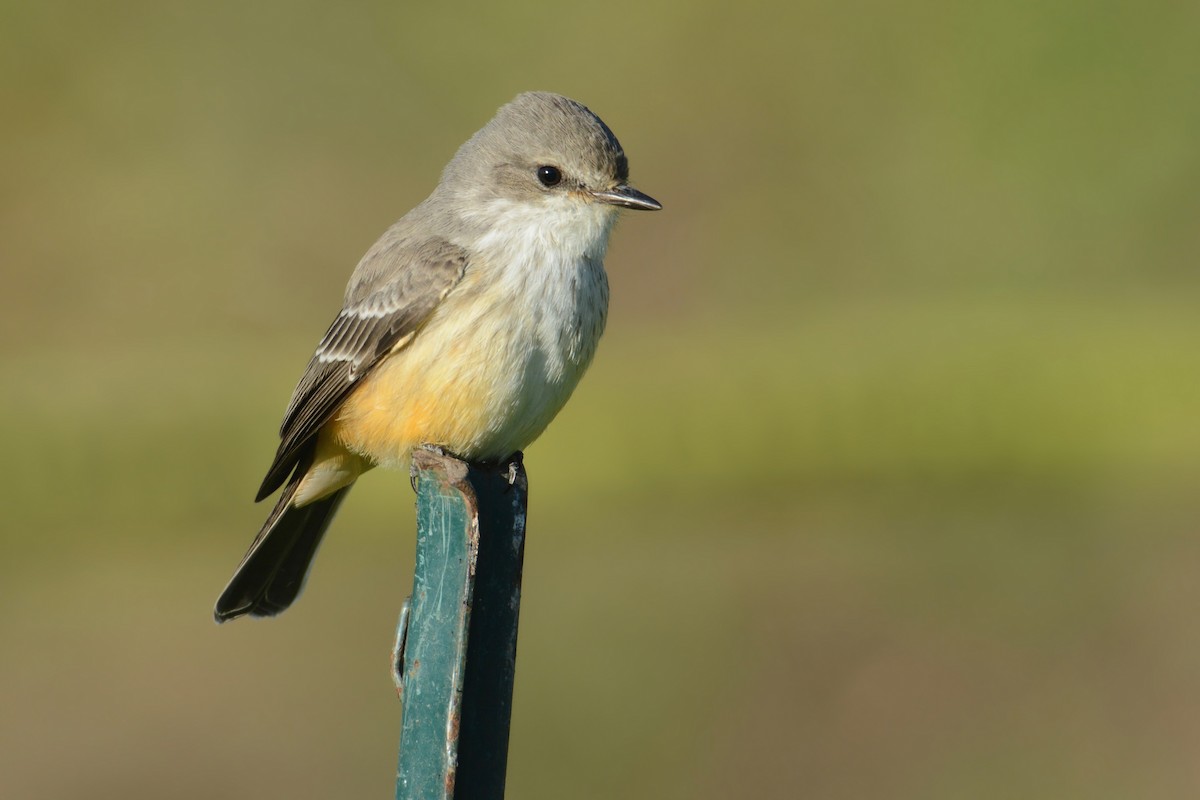 Vermilion Flycatcher - Bridget Spencer