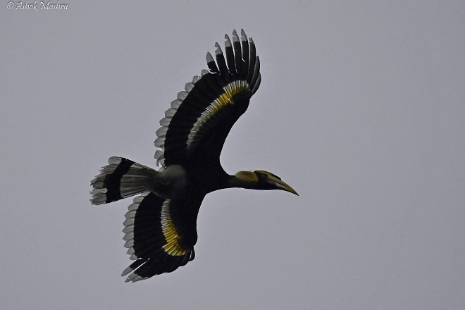 Great Hornbill - Ashok Mashru