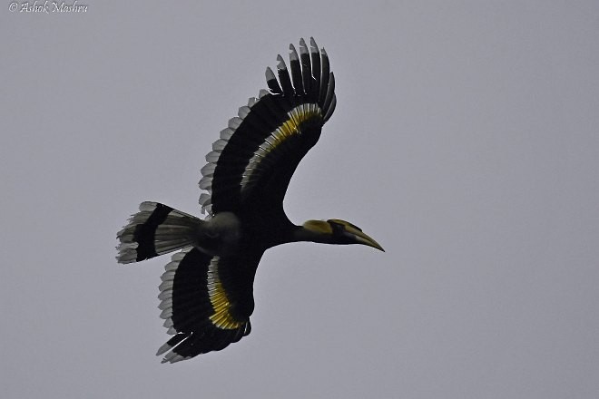 Great Hornbill - ML379134481