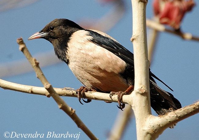 Rosy Starling - ML379134821