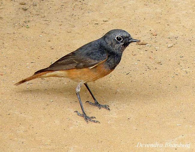Black Redstart (Eastern) - ML379134881