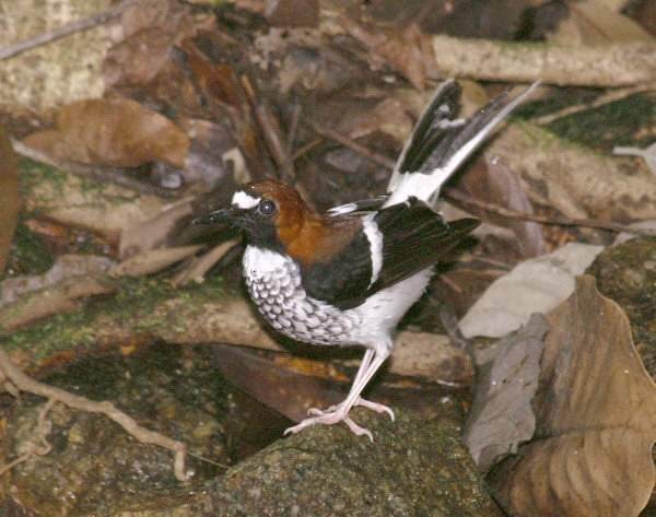 Chestnut-naped Forktail - ML379135571