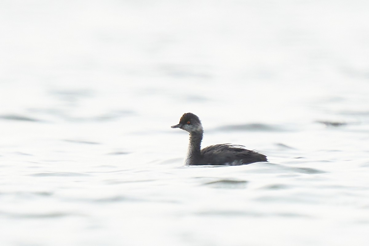 Eared Grebe - ML379135601