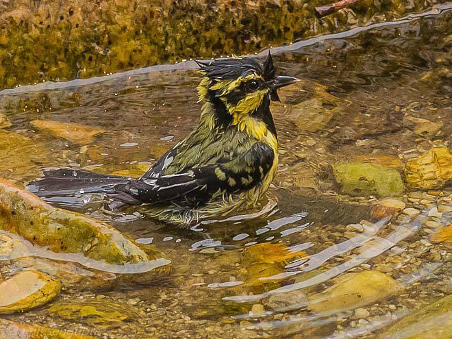 Mésange à joues jaunes - ML379135731