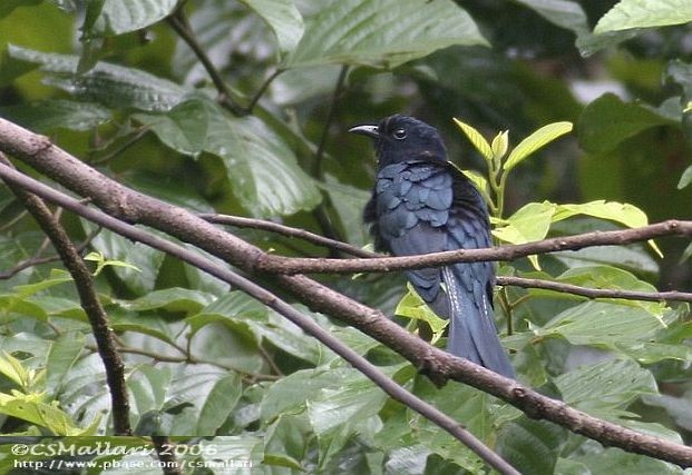 Philippine Drongo-Cuckoo - ML379136391