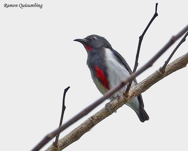 Scarlet-collared Flowerpecker - ML379137471