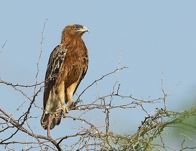 Greater Spotted Eagle - ML379137521