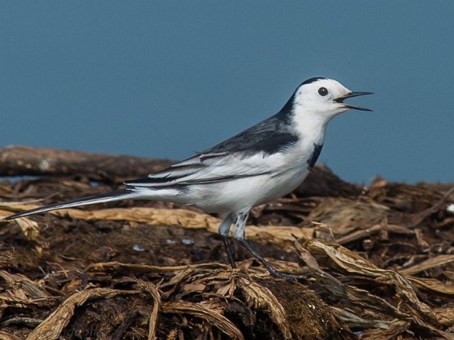 White Wagtail - ML379137591