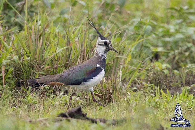 Northern Lapwing - ML379138021