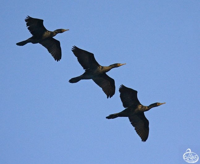 Indian Cormorant - ML379139471