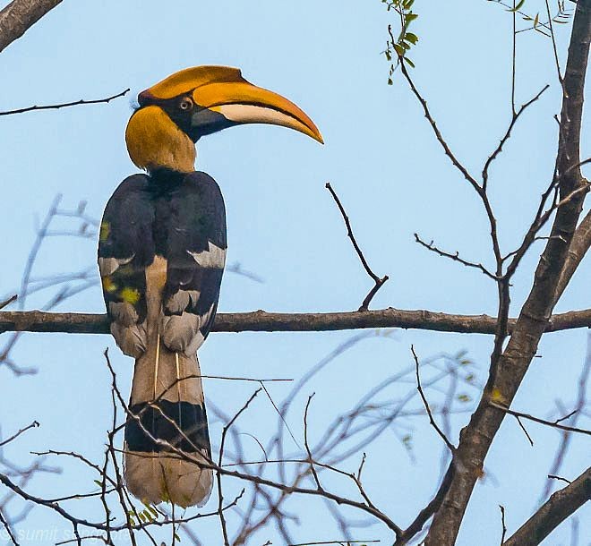 Great Hornbill - ML379140001