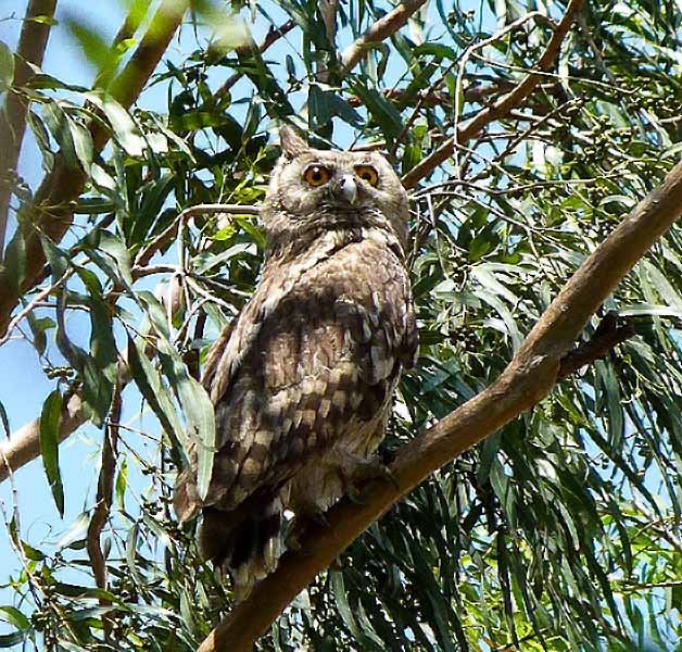 Dusky Eagle-Owl - ML379140251