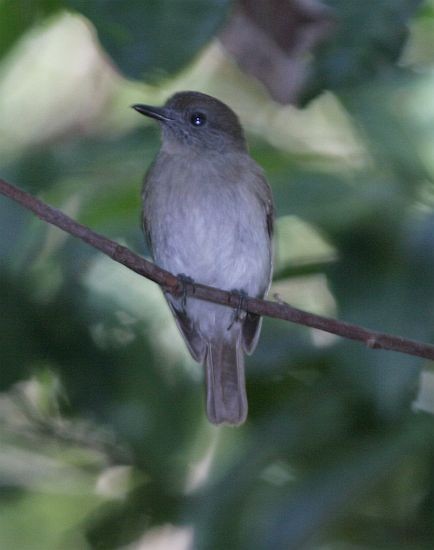 Sumba Jungle Flycatcher - ML379142231