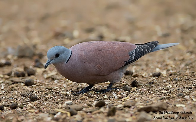 Red Collared-Dove - ML379142501