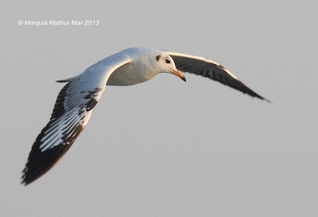 Mouette du Tibet - ML379142711