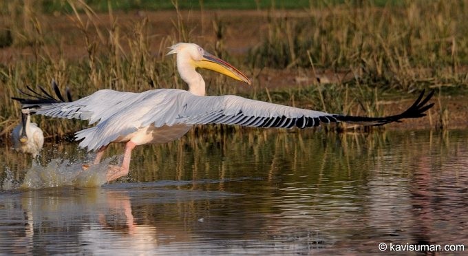 Great White Pelican - ML379143531