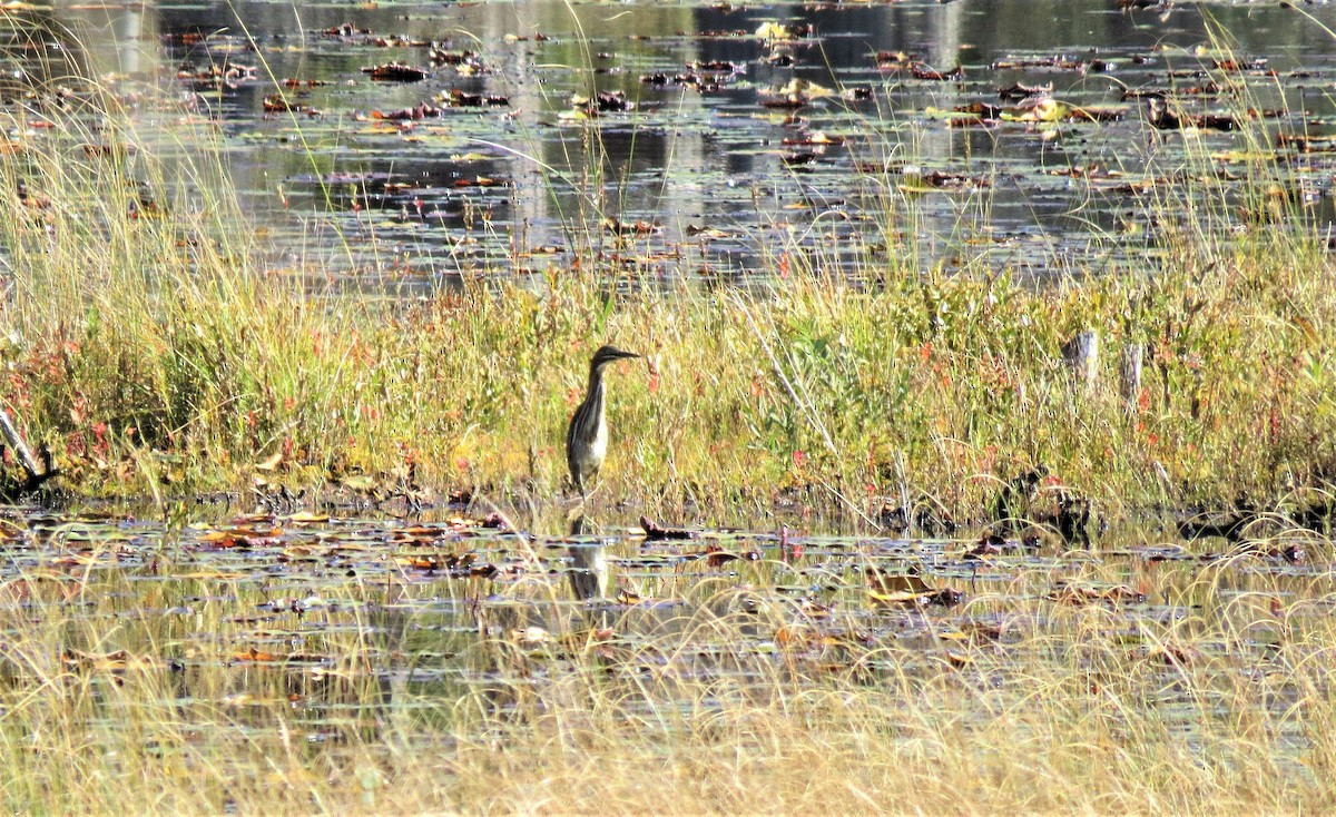 Green Heron - ML379145001