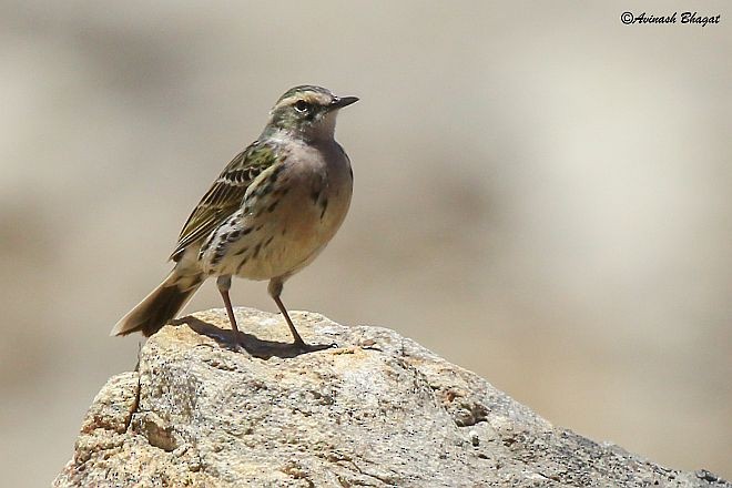 Rosy Pipit - AVINASH BHAGAT