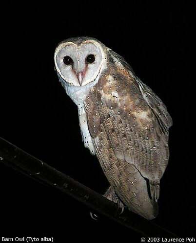 Barn Owl (Eastern) - ML379145351