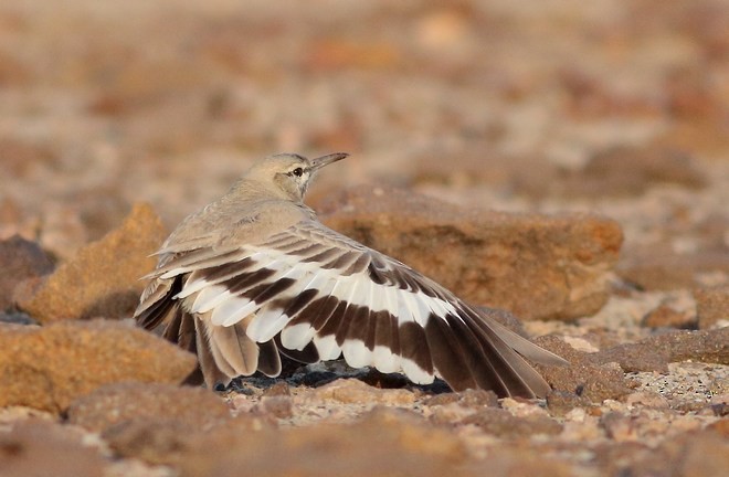 Greater Hoopoe-Lark (Mainland) - ML379146451