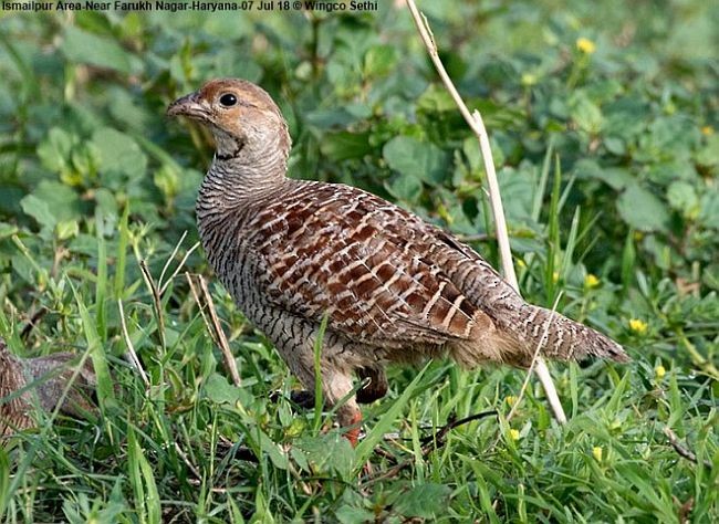 Gray Francolin - ML379147081