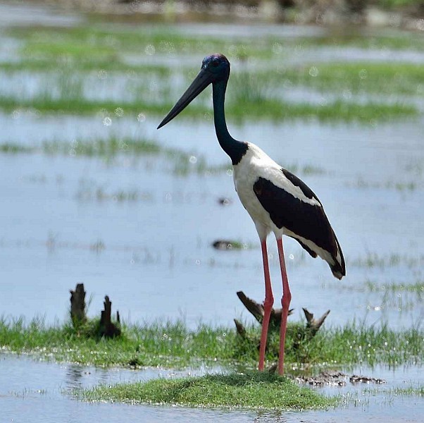 Black-necked Stork - Wasantha Dissanayake