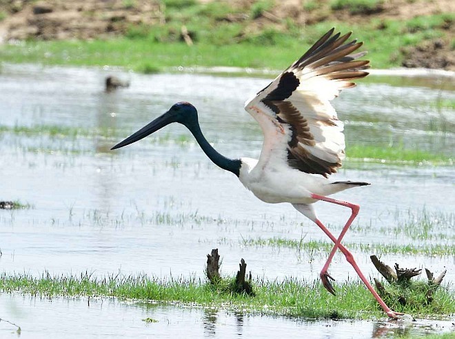 Black-necked Stork - Wasantha Dissanayake