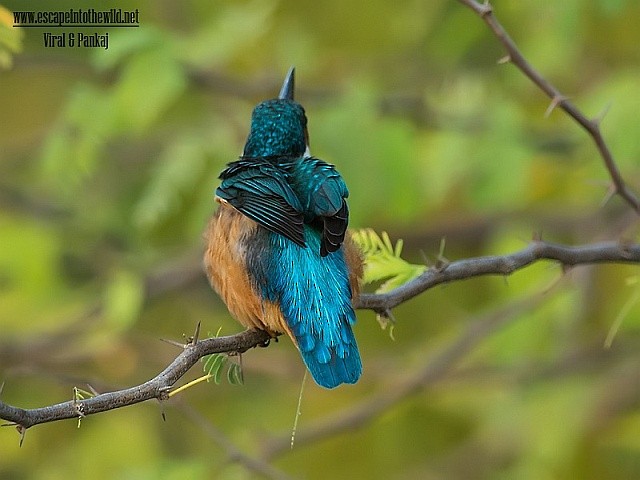 Common Kingfisher - ML379149641