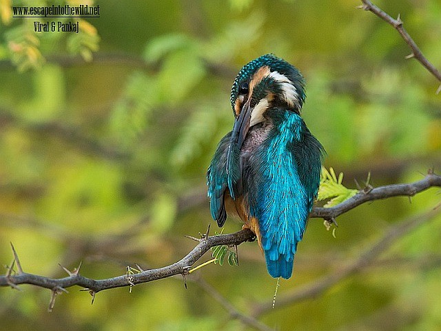 Common Kingfisher - ML379149701