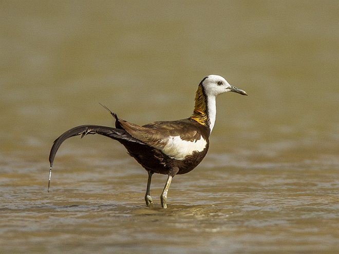 Pheasant-tailed Jacana - ML379149971