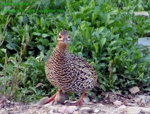 Black Francolin (Eastern) - ML379150171
