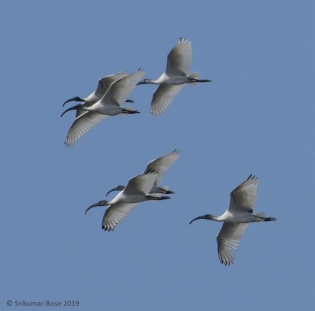 Black-headed Ibis - ML379150401