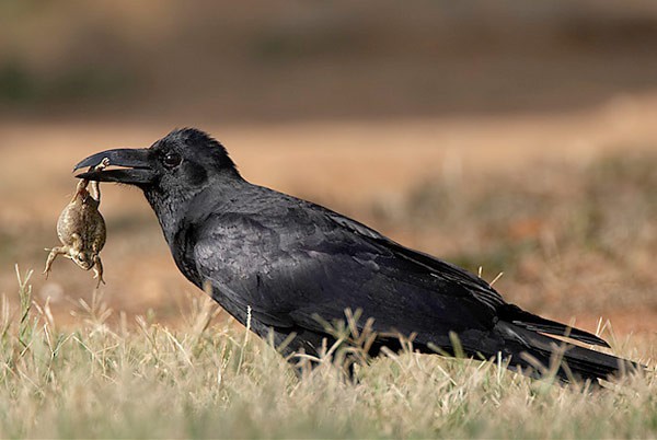 Large-billed Crow - ML379150961