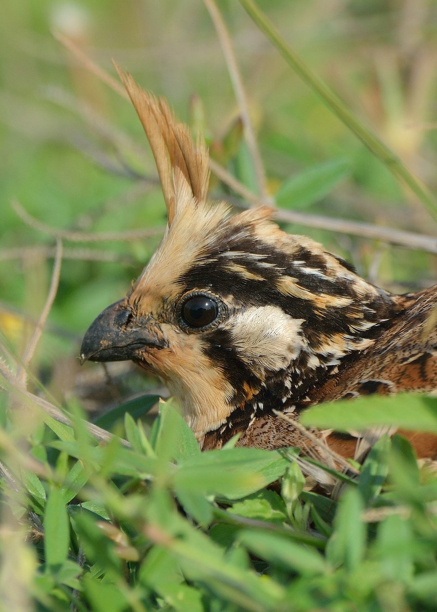 Crested Bobwhite - Michiel Oversteegen