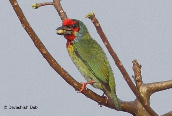 Malabar Barbet - ML379151441