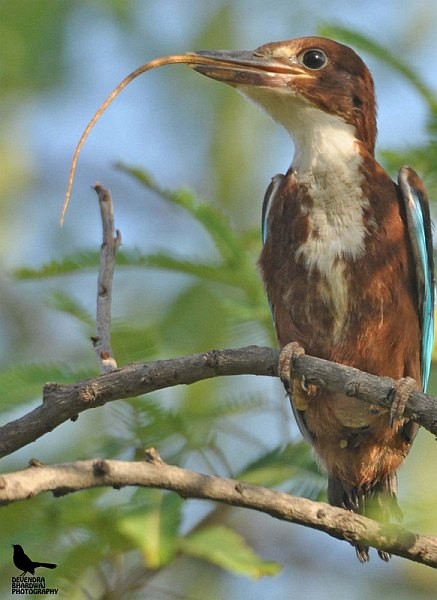 White-throated Kingfisher - ML379151951