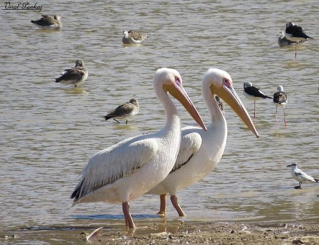 Great White Pelican - ML379152131