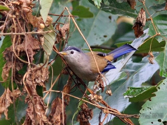 Blue-winged Minla - ML379152591