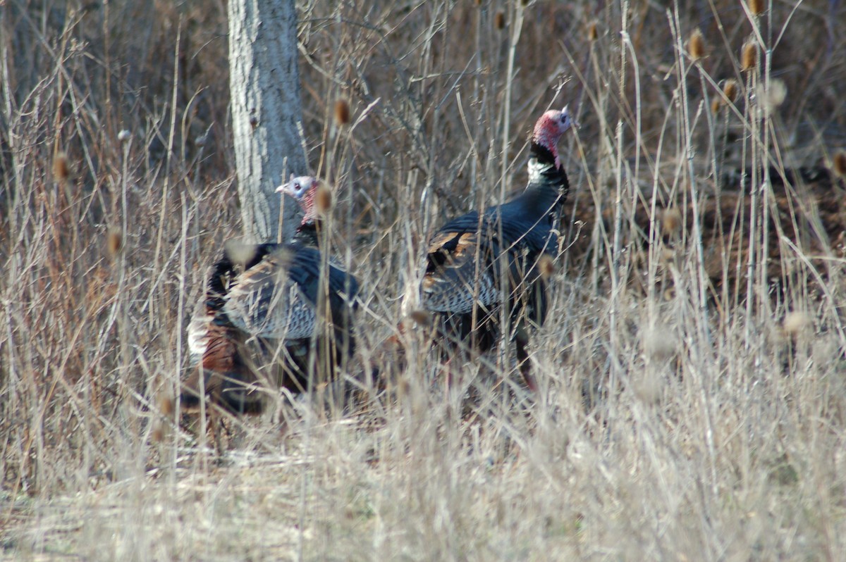 Wild Turkey - ML37915301