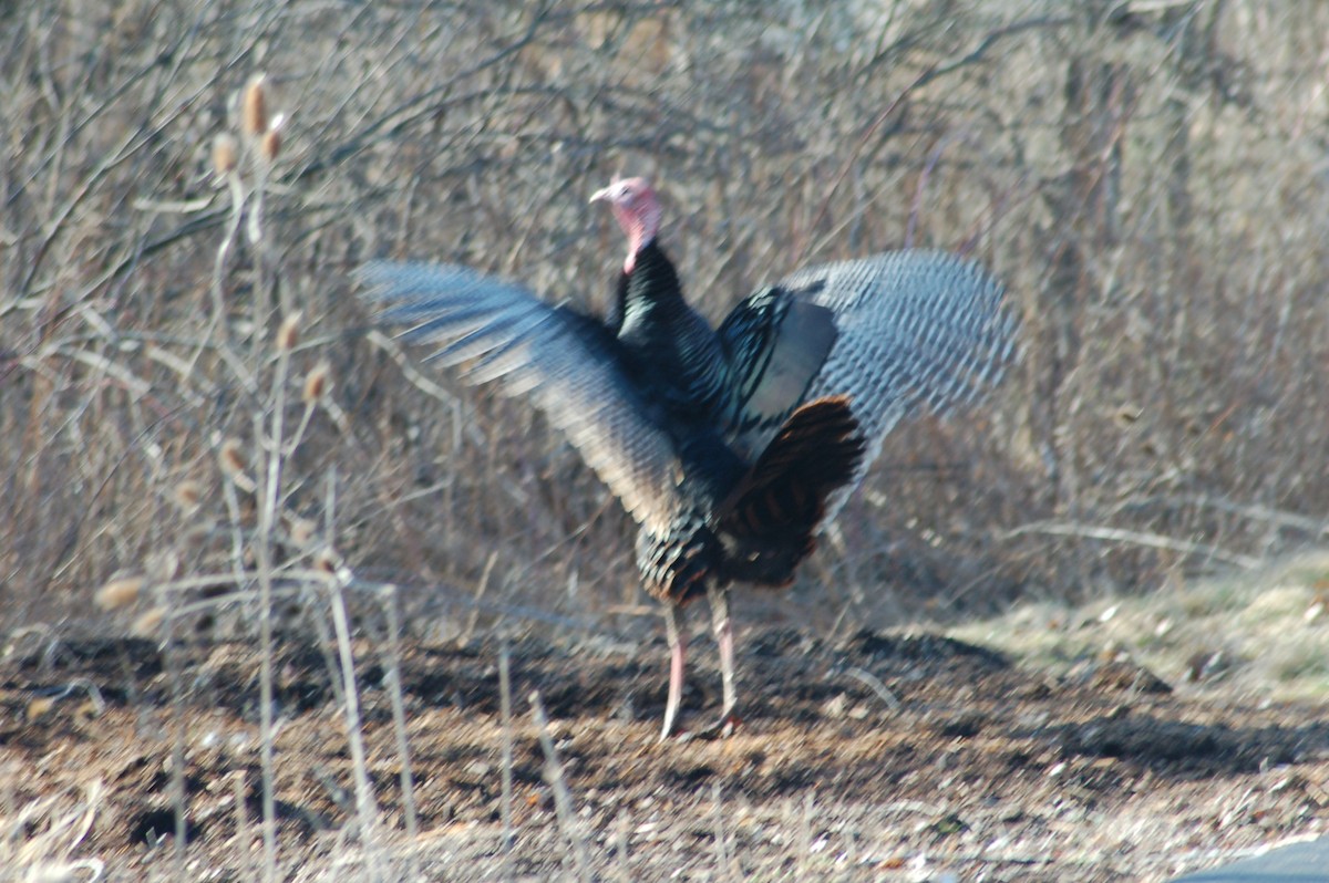 Wild Turkey - ML37915311