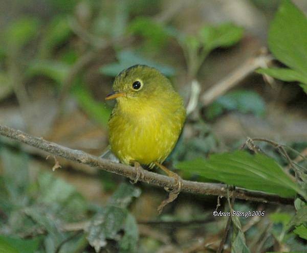 Whistler's Warbler - Arun P.Singh