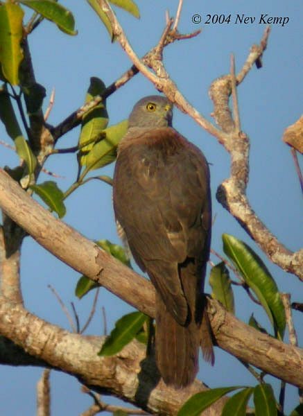 Brown Goshawk - ML379153191