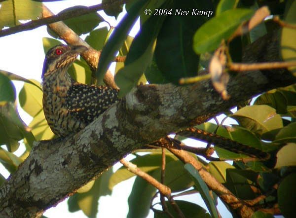 Pacific Koel (Oriental) - ML379153201