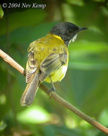 Tenggara Whistler (Sumba) - ML379153211