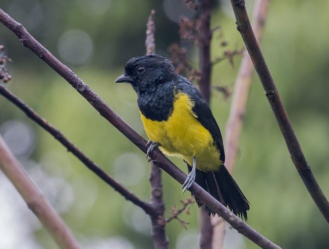 Sultan Tit (Black-crested) - ML379154271