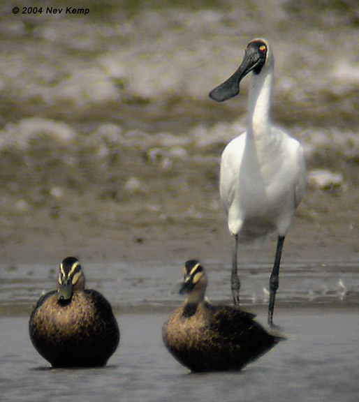 Royal Spoonbill - ML379154301