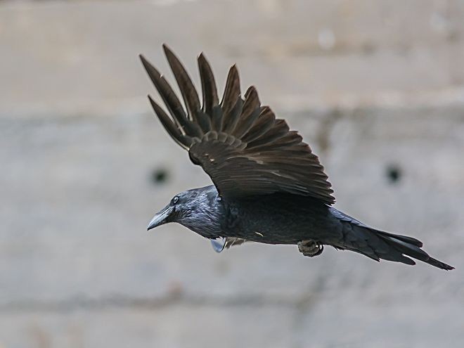 Common Raven - Sumit  Sengupta